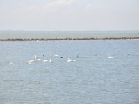 DSC 0460