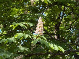 IMG_5216
