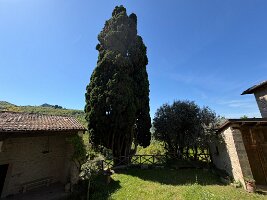 IMG_5226