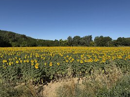 IMG_6420
