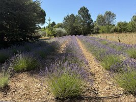 IMG_6465