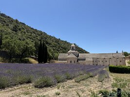 IMG_6511