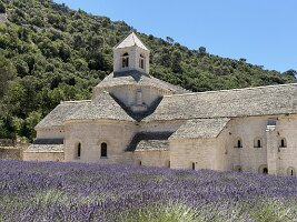 IMG_6513