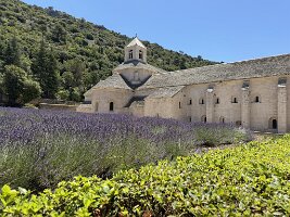 IMG_6517