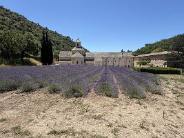 IMG_6524