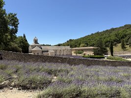 IMG_6528