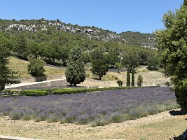 IMG_6535