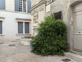 IMG_6767