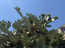 IMG_6835