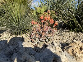 IMG_6915