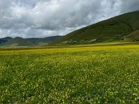 IMG_6223
