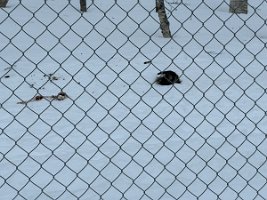 IMG_4925