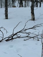 IMG_4930