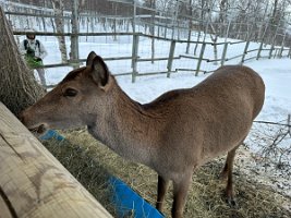 IMG_4934