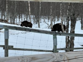 IMG_4939