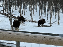 IMG_4942