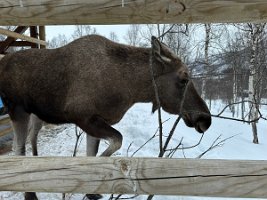 IMG_4952