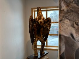 IMG_4964